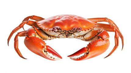 A close up studio shot of a cooked crab with orange shell and claws on a black isolated background on transparent background