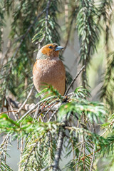 Common chaffinch, Fringilla coelebs, sits on a tree. Common chaffinch in wildlife.