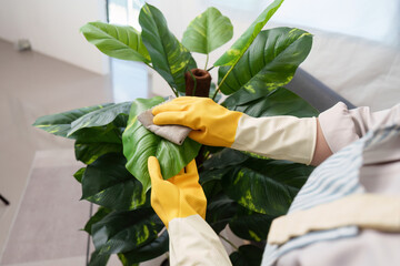 Indoor Gardening. Woman cleaning leaves of houseplant in bright living room.
