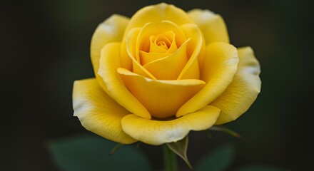 Radiant Yellow Rose Blossom - A Symbol of Friendship and Joy.