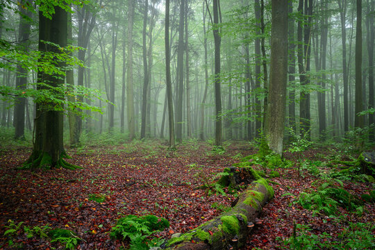 Fototapeta Misty morning in the green forest