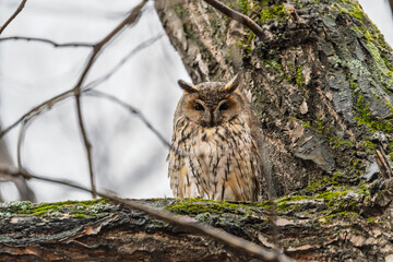Long-eared owl (Asio otus), looking forward with wide opened eyes