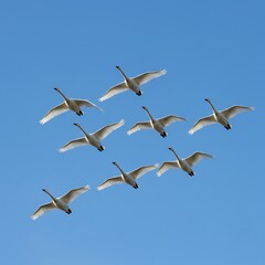 Fototapeta premium Swans in Flight - A V-Formation Against a Clear Blue Sky.