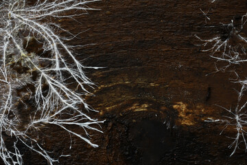 Delicate White Fungal Growth on Dark Wooden Surface
