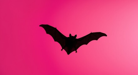 Silhouette of a Bat Flying Against a Vibrant Pink Background.