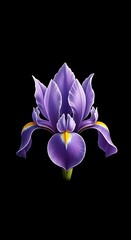 Elegant Purple Iris Blossom on Black Background - A Floral Masterpiece.
