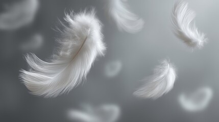 Fototapeta premium Soft White Floating Feathers on grey background