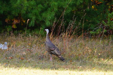 Many Turkeys are out wandering around looking for food during the Fall Autumn season.