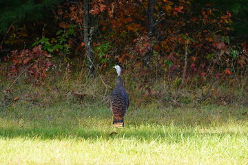 Many Turkeys are out wandering around looking for food during the Fall Autumn season.