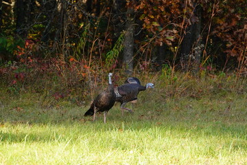 Many Turkeys are out wandering around looking for food during the Fall Autumn season.