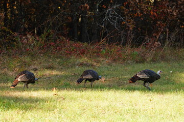 Many Turkeys are out wandering around looking for food during the Fall Autumn season.