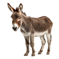 Fototapeta premium Donkey isolated on transparent background