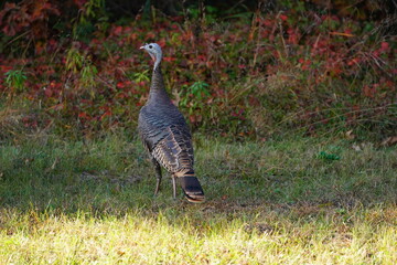 Many Turkeys are out wandering around looking for food during the Fall Autumn season.
