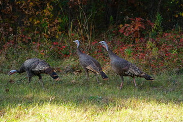 Many Turkeys are out wandering around looking for food during the Fall Autumn season.