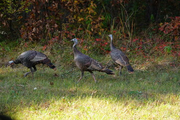 Many Turkeys are out wandering around looking for food during the Fall Autumn season.
