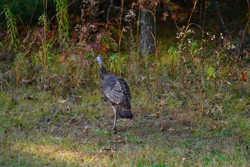 Many Turkeys are out wandering around looking for food during the Fall Autumn season.