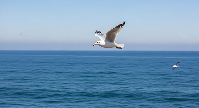 Seagull soaring above the ocean on a bright sunny day.