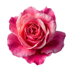 Pink rose isolated on transparent background