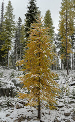 When fall meets winter: early snowfall at Anthony Lakes, Oregon