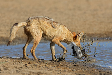 A black-backed jackal (Canis mesomelas) hunting a dove, Kalahari desert, South Africa
