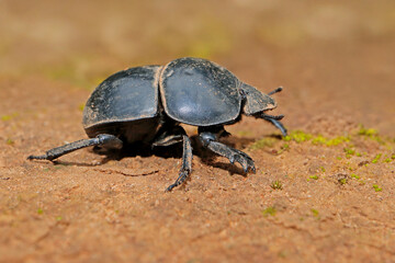 A rare flightless dung beetle (Circellium bacchus), Addo Elephant National Park, South Africa