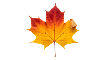 Fototapeta premium Maple Leaf Fall Colors Autumn Season Vibrant Foliage Red Yellow Orange