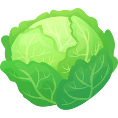 Fresh Green Cabbage With Detailed Leaf Veins And Ruffled Outer Leaves On A White Background Studio Shot