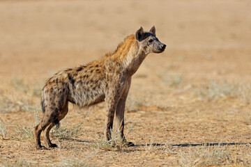 A spotted hyena (Crocuta crocuta)standing in natural habitat, Kalahari desert, South Africa