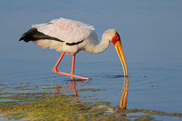 A yellow-billed stork (Mycteria ibis) foraging in shallow water, Kruger National Park, South Africa