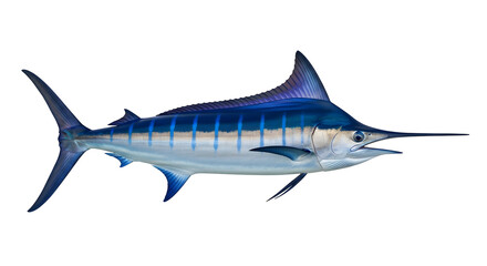 Blue Marlin Fish Seafood Oceanic Predator Marine Animal Underwater Wildlife