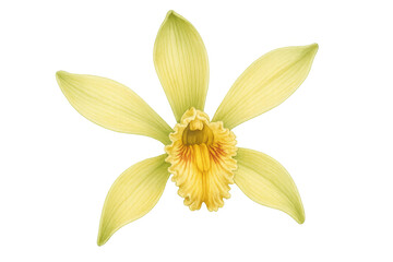 Vanilla orchid flower watercolor illustration with yellow petals and botanical drawing details on transparent background