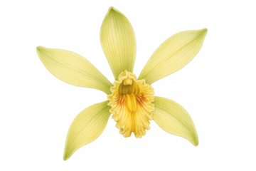Vanilla orchid flower watercolor illustration with yellow petals and botanical drawing details on transparent background