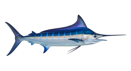 Striking Blue Marlin Illustration Marine Wildlife Ocean Predator Game Fish