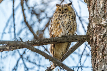 Long-eared owl (Asio otus), looking forward with wide opened eyes
