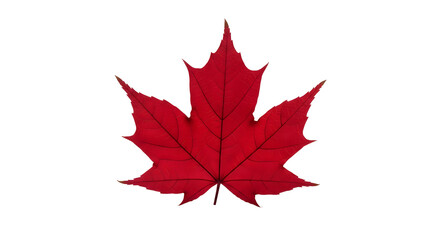 Red Maple Leaf Symbol Canada Autumn Foliage Vibrant Acer Icon Fall Season