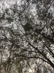 Fototapeta premium Tree branches against sky