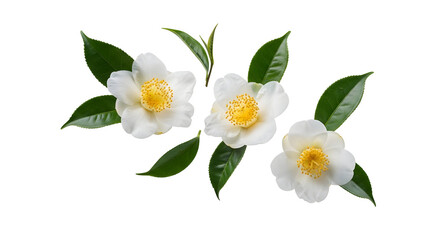 Camellia Flowers Blooming Petals Botanical Freshness Springtime Floral Arrangement Blossom