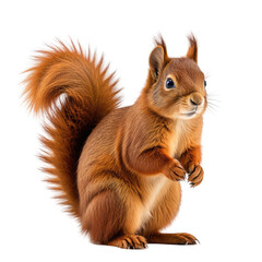 Obraz premium Alert squirrel! Cute rodent, fluffy tail, auburn fur, tiny paws