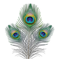 Obraz premium Vector illustration of three peacock feathers