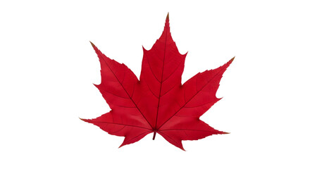 Red Maple Leaf Autumn Foliage Vibrant Fall Season Acer Seasonal Nature