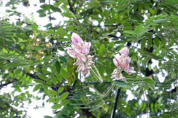 Afgekia sericea Flowers Blooming on Vine, Tropical Climbing Plant Close-up