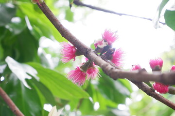 Pink flowers of Syzygium malaccense hanging from the tree.