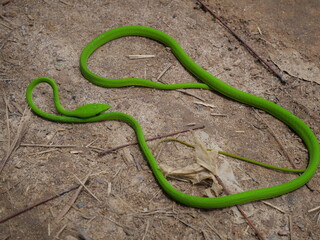 The Oriental Whipsnake is a slender, green arboreal snake known for speed, agility, and camouflage.