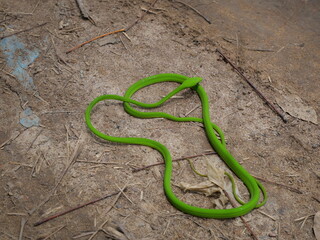 The Oriental Whipsnake is a slender, green arboreal snake known for speed, agility, and camouflage.