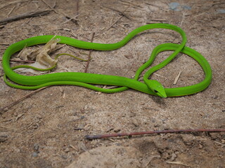 Obraz premium The Oriental Whipsnake is a slender, green arboreal snake known for speed, agility, and camouflage.