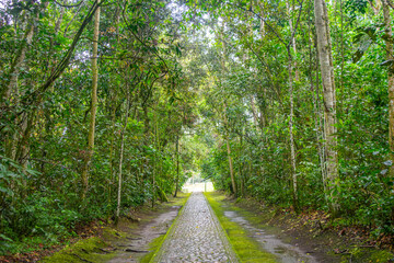 Obraz premium A serene pathway framed by dense trees in San Agustin, Huila, Colombia, showcasing the beauty of nature in a UNESCO World Heritage site.