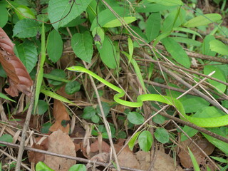 The Oriental Whipsnake is a slender, green arboreal snake known for speed, agility, and camouflage.