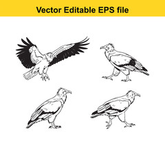 Fototapeta premium Vector art of collection of four detailed black and white illustrations of eagles or vultures in various poses