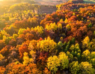 Fototapeta premium Aerial shot of a vibrant forest displaying autumn foliage colors