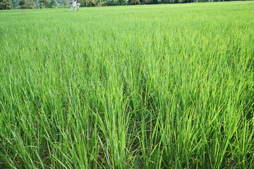 Natural landscape view of Rice paddy and green terrace field with mountain range and cloudy blue sky